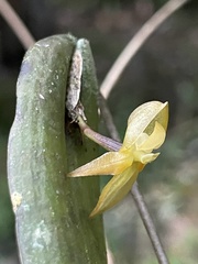 Pleurothallis variabilis