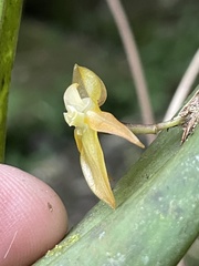 Pleurothallis variabilis