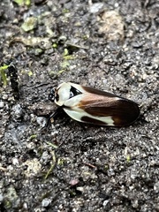 Sphenorhina quadrifera