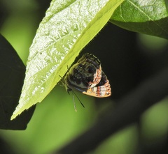 Hypochrysops narcissus