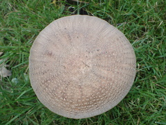 Amanita rubescens