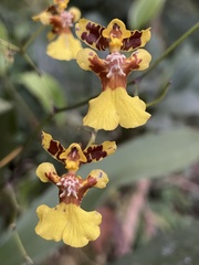 Oncidium heteranthum