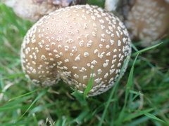 Amanita rubescens
