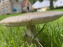 Amanita rubescens