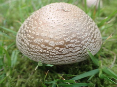 Amanita rubescens