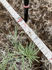 Phemeranthus confertiflorus