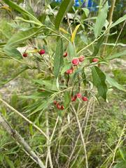 Salix