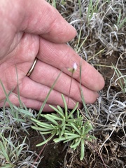 Phemeranthus confertiflorus