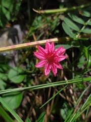 Sempervivum arachnoideum