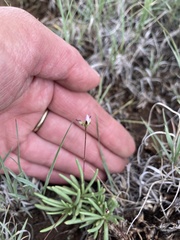 Phemeranthus confertiflorus