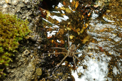 Dolomedes instabilis