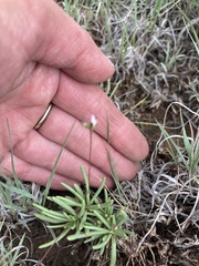 Phemeranthus confertiflorus