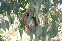 Gerygone fusca