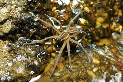 Dolomedes instabilis