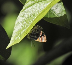 Hypochrysops narcissus