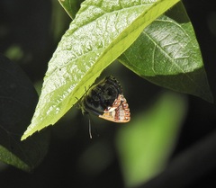 Hypochrysops narcissus