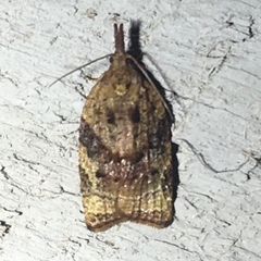 Platynota flavedana