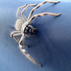 Holconia nigrigularis