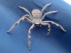 Holconia nigrigularis