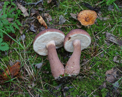 Tylopilus badiceps