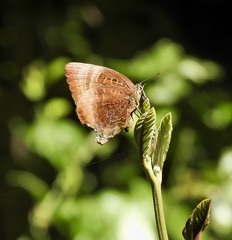 Arhopala madytus