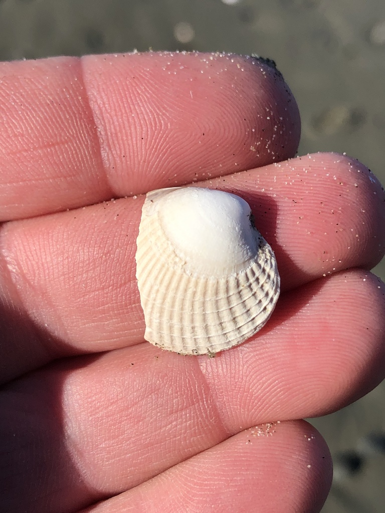New Zealand Cockle from Woodend Beach Domain, Waikuku Beach, Canterbury