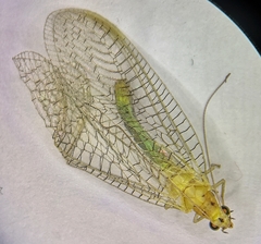 Pseudomallada ventralis