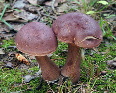 Tylopilus badiceps