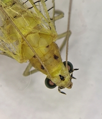 Pseudomallada ventralis