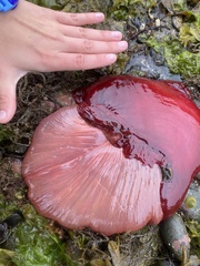 Urticina piscivora