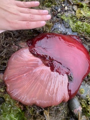 Urticina piscivora