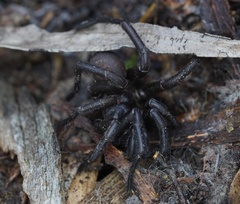 Hadronyche venenata