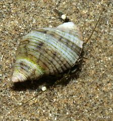 Nucella analoga