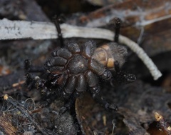 Hadronyche venenata