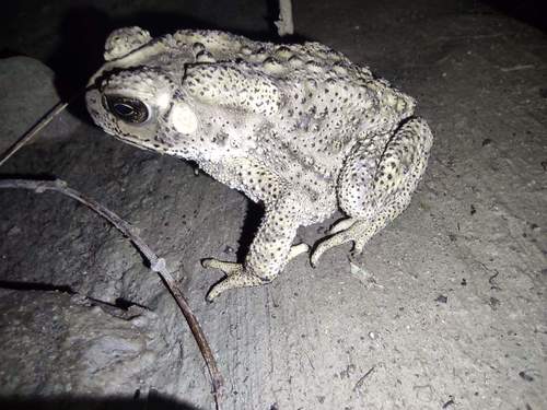 Asian Common Toad