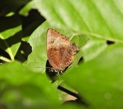Arhopala madytus
