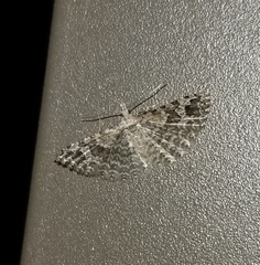 Alucita montana