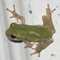 Hyla versicolor