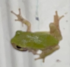 Hyla versicolor