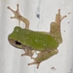 Hyla versicolor
