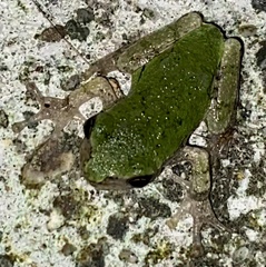 Hyla versicolor