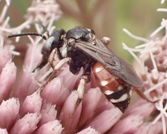 Epeoloides coecutiens