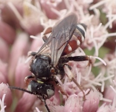 Epeoloides coecutiens