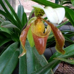 Paphiopedilum