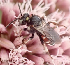 Epeoloides coecutiens