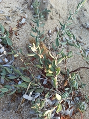 Polygonum maritimum