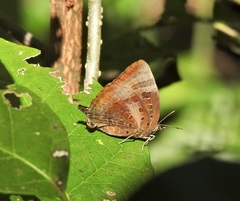Arhopala micale