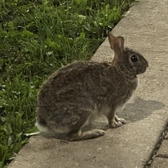 Sylvilagus floridanus