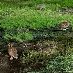 Sylvilagus floridanus