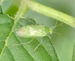 Lygocoris